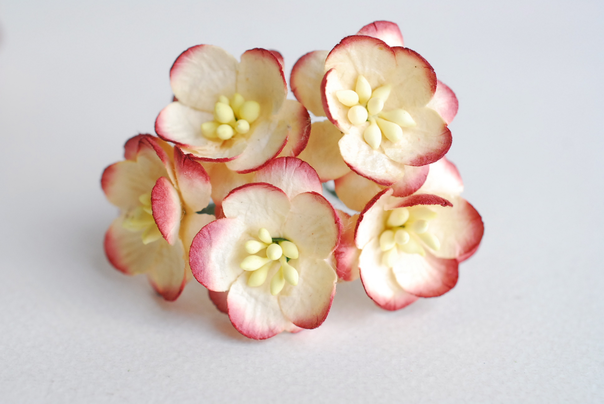 ดอกไม้กระดาษสา ดอกไม้กระดาษสาราคาส่ง ดอกไม้กระดาษสำหรับตกแต่งของชำร่วย งานแต่งงาน ทำช่อดอกไม้ติดอกเจ้าบ่าว ข้อมือดอกไม้เจ้าสาว ขนาด2.5 cm. 50 ดอก Paper flowers supplies: DIY wedding tools Cherry blossom (Sakura) 50 pcs. size 2.5 cm. Ivory brush dark red c