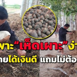 วิธีเพาะ "เห็ดเผาะ" ง่ายๆ ทำขายได้เงินดีมีรายได้ เเถมไม่ต้องซื้อ....
