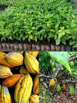 15 ต้น ต้นโกโก้แท้ สายพันธุ์ชุมพร1แท้ รวมจัดส่งชุดละ 550 ความสูง 40 cm. ลูกดก น้ำหนักดี ให้ผลผลิตเร็ว ประกันติดผล