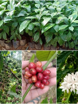 15 ต้นกาแฟโรบัสต้าแท้ สายพันธ์ก้านยาว 490 พร้อมส่งมีบริการเก็บเงินปลายทาง ผลโต ก้านยาว ลูกดก ทนโรค ให้ผลผลิตเร็ว สนใจโทร0628747914