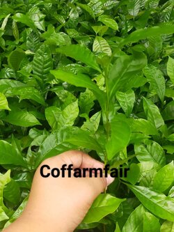 ส่งฟรีต้นกาแฟโรบัสต้าแท้500ต้น แบบถอนสายพันธุ์ก้านยาว ข้อชิด นำไปอนุบาลต่อ 3 เดือนก่อนลงปลูก ชุดขั้นต่ำแถม 30 ต้น พันธุ์ดียอดนิยมของนักดื่มกาแฟ