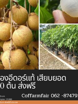 ชุด100ต้นแถม10ต้นลำไยพันธุ์อีดอร์ทาบกิ่งแท้ ลูกดกมาก ผลใหญ่ เนื้อเยอะมีคู่มือแนะนำการปลูก 60 เซน โทร 0628747914