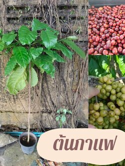 ต้นกาแฟใหญ่ สูง1 เมตรขึ้นไป สายพันธุ์แท้ โรบัสต้าก้านยาว ข้อชิด เหมาะสำหรับออกงานโชว์ หรือวางประดับร้านกาแฟ ทรงสวย ดูแลง่าย 0628747914