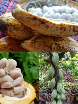 20 ฝักผลโกโก้ สายพันธุ์ชุุมพร1แท้ คัดเกรดสำหรับลงเพาะกล้า เม็ดใหญ่ น้ำหนักดี รวมส่ง 1250 บาท