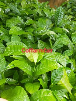 100ต้นกาแฟโรบัสต้าแท้ แบบถอน สายพันธุ์ก้านยาว ข้อชิด นำไปอนุบาลต่อ 3 เดือนก่อนลงปลูก ชุดขั้นต่ำแถม 5 ต้นพร้อมคู่มือการลงปลูก พันธุ์ดียอดนิยมของนักดื่มกาแฟ