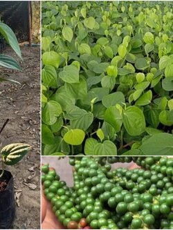 20 ต้นรวมส่งชุดละ 1190ต้นพริกไทยซีลอน สายพันธุ์แท้ ลูกดก ช่อยาว ขนาด30เซน สนใจโทร 0628747914