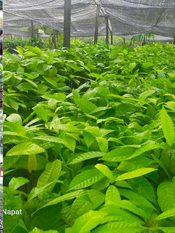 10000 ต้นส่งฟรี ต้นโกโก้ต้นละ14 สายพันธุ์ชุมพร1 แท้ ความสูง 40 cm. ลูกดก ผลโต เมล็ดใหญ่ ให้ผลผลิตเร็ว คัดคุณภาพทุกต้นให้บริการครบวงจร