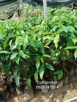 10ต้นใบเหลียง พันธุ์ใบมันชุมพรแท้ ต้นใหญ่ พร้อมปลูก ไม่ขมแตกยอดเก่ง เป็นกิ่งคัดตอนประจำปี 2566 ยกชุด10 ต้นค่าส่ง190