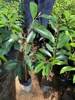 ชุด150ต้นแถม10ต้นทุเรียนก้านยาวแท้เสียบยอดพันธุ์แท้ สูง40เซน เนื้อเนียนนุ่ม หวานมัน ใยน้อย รวมส่ง