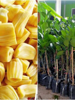 ชุด100ต้นแถม10ต้นขนุนทองประเสริฐแท้ทาบกิ่งลูกดก ผลใหญ่ เนื้อเยอะ มีคู่มือแนะนำการปลูก สูง 50 เซน 0628747914