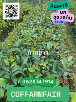 ชุด10ต้นทุเรียนก้านยาวแท้เสียบยอดพันธุ์แท้ สูง40เซน เนื้อเนียนนุ่ม หวานมัน ใยน้อย รวมส่ง