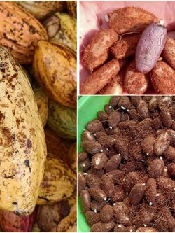 500 เมล็ดพร้อมปลูกต้นโกโก้ ส่งฟรีแถม20 สายพันธุ์ชุมพร 1 สำหรับลงอนุบาล เมล็ดละ 3 บาท ฝักใหญ่ เมล็ดเยอะ ติดผลดี อายุพ่อแม่พันธุ์ 22 ปี