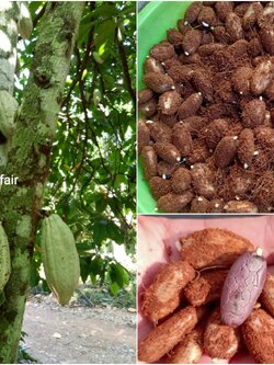 100 เมล็ดพร้อมปลูกต้นโกโก้ แถม10 สายพันธุ์ชุมพร 1 สำหรับลงอนุบาล เมล็ดละ 3 บาท ฝักใหญ่ เมล็ดเยอะ ติดผลดี อายุพ่อแม่พันธุ์ 22 ปี