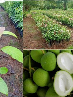 12 ต้นรวมส่งมะม่วงเบาใต้เพาะเมล็ด เปลือกบาง ขนาด 50เซน รวมส่ง890 บาท พันธุ์แท้ ลูกดก เปลือกบาง เนื้อกรอบ ทนโรค สายพันธุ์ใต้แท้ โทร 0628747914