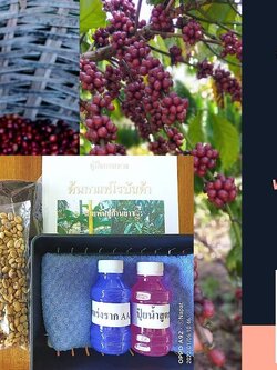 เมล็ดกาแฟโรบัสต้า 500เม็ดสำหรับเพาะกล้า สายพันธุ์ก้านยาว ลูกดก แบบกะลาพร้อมอุปกรณ์และคู่มือลงปลูกส่งฟรี ชุดละ 390 มีบริการเก็บเงินปลายทาง