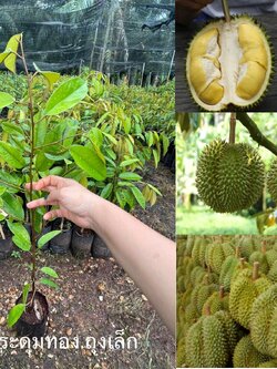 กระดุมทอง 4 ต้นทุเรียนเสียบยอดแท้ สายพันธุ์โบราณหายาก ของแท้ ให้ผลผลิตเร็ว ต้นเตี้ย ลูกดก เนื้อหวานมัน พูสวย ทนโรคไส้ซึมได้ดี รวมส่งชุดละ 790 พร้อมคู่มือการปลูก