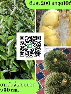 ยาวลิ้นจี่ ต้นทุเรียนเสียบยอดพันธุ์แท้ จัดชุดขั้นต่ำ 10 ต้นต้นละ 200 เปลือกบาง เนื้อฟู สีสวย เม็ดลีบ ราคาดีเป็นที่ต้องการของตลาด