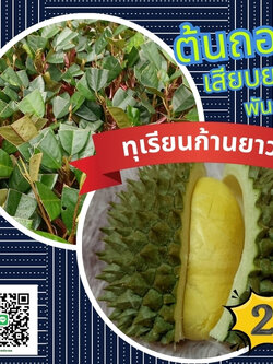 25บาท ต้นทุเรียนก้านยาว พันธุ์เมืองนนท์ เสียบยอดแท้ ยกชุด100ต้น พร้อมส่งเป็นต้นถอนคัดขนาดพร้อมคู่มือการปลูก