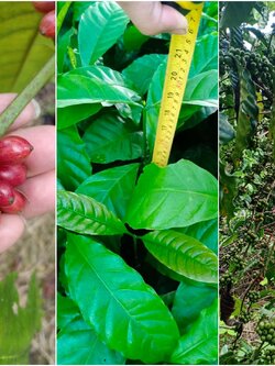 ชุด200ต้นแถม20 ต้นกาแฟโรบัสต้า สายพันธุ์ก้านยาวแท้ เม็ดใหญ่ ข้อถี่ ผลดก ให้ผลผลิตเร็ว รสหวานหอมมีเอกลักษณ์ ต้นละ 20 บาท