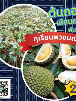 25 บาทต้นทุเรียนพวงมณี เสียบยอดแท้ พันธุ์จากจันทบุรี เนื้อเนียนสวย หวานมัน จัดชุดรวมส่ง100ต้นพร้อมคู่มือ