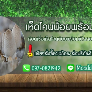 ขอนแก่นขายก้อนเชื้อเห็ดโคนน้อยพร้อมเปิดดอก โทร.097-0821942