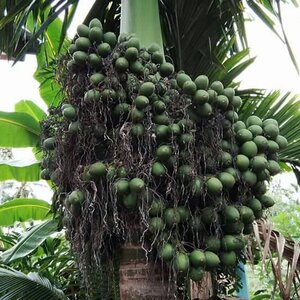 Update พันธุ์ต้นหมาก JT055 — พันธุ์สูง ลูกดก เปลือกบาง ปลูกเป็นแนวรั้วได้ สวยงามและสร้างรายได้ พืชเศรษฐกิจและแนวรั้วเขตแดน กล้าเศรษฐกิจที่สร้างรายได้ยั่งยืน