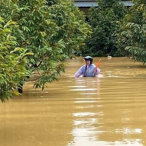 เมื่อน้ำลด...อย่ารอให้ต้นไม้ตาย! เราต้องดูแลและจัดการอย่างไร่
