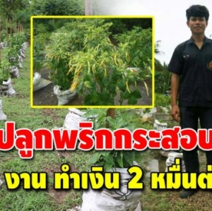 นักศึกษา ปวส.2 ทำรายได้นับหมื่นต่อเดือน จากการปลูกพริกกระสอบขาย ปลูกง่าย กำไรดี