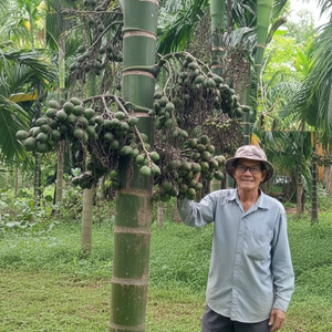 เทคนิคปลูกหมากให้ลำต้นตรง แข็งแรง ไม่เอน ไม่หักง่าย