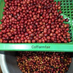 วิธีการเพาะต้นกาแฟโรบัสต้า จากเมล็ดสด โดย COFFARMFAIR