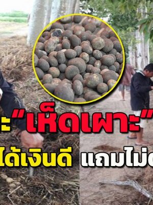 วิธีเพาะ "เห็ดเผาะ" ง่ายๆ ทำขายได้เงินดีมีรายได้ เเถมไม่ต้องซื้อ....